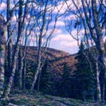 Spirit of the Deep Forest
