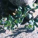 Rocks and Sea Lungwort