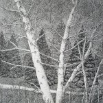 Birches, Antigonish Landing