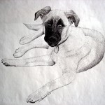 Our dog, Welley