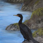 Cormorant