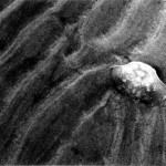 Crab Shell and Sand Pattern