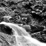 Ferns, Humming Brook