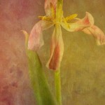Faded Tulip