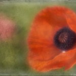 Poppy