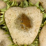 Seed